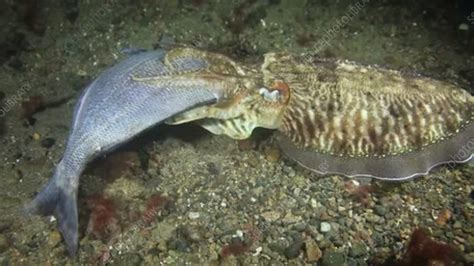 Cuttlefish Feeding