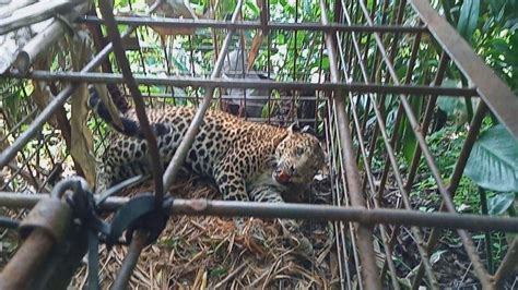 Si Abah Macan Tutul Gunung Sawal Alami Stres Dan Diare Akhirnya