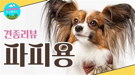 개엄마의 솔직한 견종리뷰 파피용 빠삐용 정말 키워보니 Papillon Dog Breed YouTube