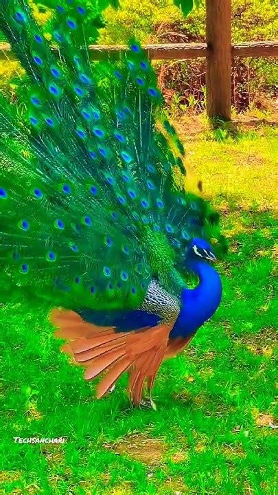 Beautiful Peacock Dance Shortvideo Techsanchari Youtube