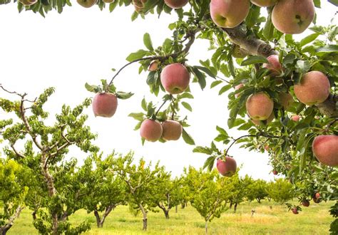 When Should You Plant Apple Trees Chicago Land Gardening