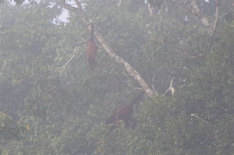 Pur S Red Howler Monkey From Manu National Park Madre De Dios Pe On