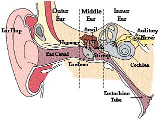 Functioning of the Human Ear - Science Wiz