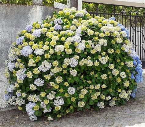 Amarante Fregim Flores Da Primavera Em Rio Fregim Amarante Numa