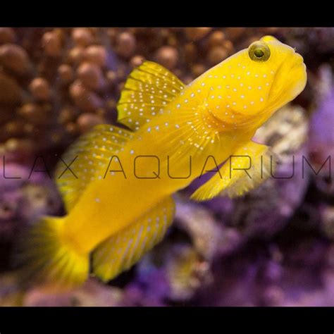 Goby for sale – LAXAquarium