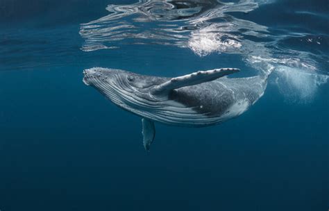 Balena Significato Simbologia E Caratteristiche Della Balena