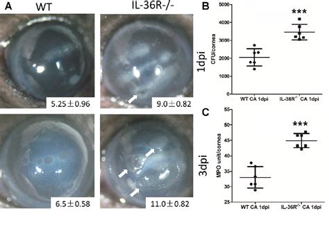 Figure 2 From Role Of Il 36γil 36r Signaling In Corneal Innate Defense Against Candida Albicans