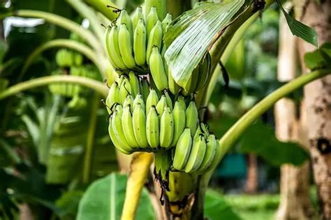 Mudah 5 Cara Membuat Pupuk Organik Cair Dari Batang Pisang Merangsang