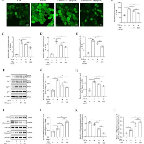 Siv Inhibited Oxidative Stress And Inflammatory Response And Modulated