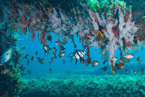 Busselton Jetty Underwater Observatory Tour - Travel | Katalay.net