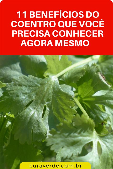 11 Benefícios do Coentro Que Você Precisa Conhecer Agora Mesmo