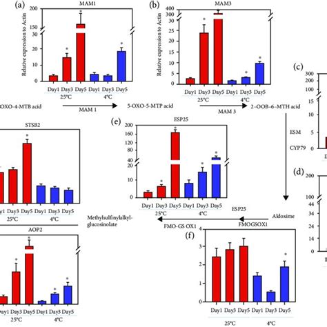 Transcript Levels Of Genes In The Glucosinolate Biosynthetic Pathway