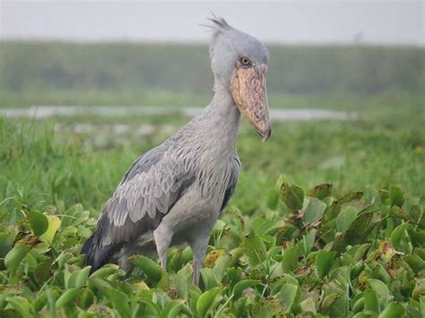 Uganda S Best Birding Safari Destination To Spot A Shoebill Uganda