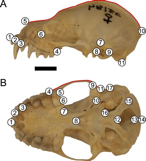 Landmark Configuration For Specimens In A Lateral And B Ventral Download Scientific Diagram