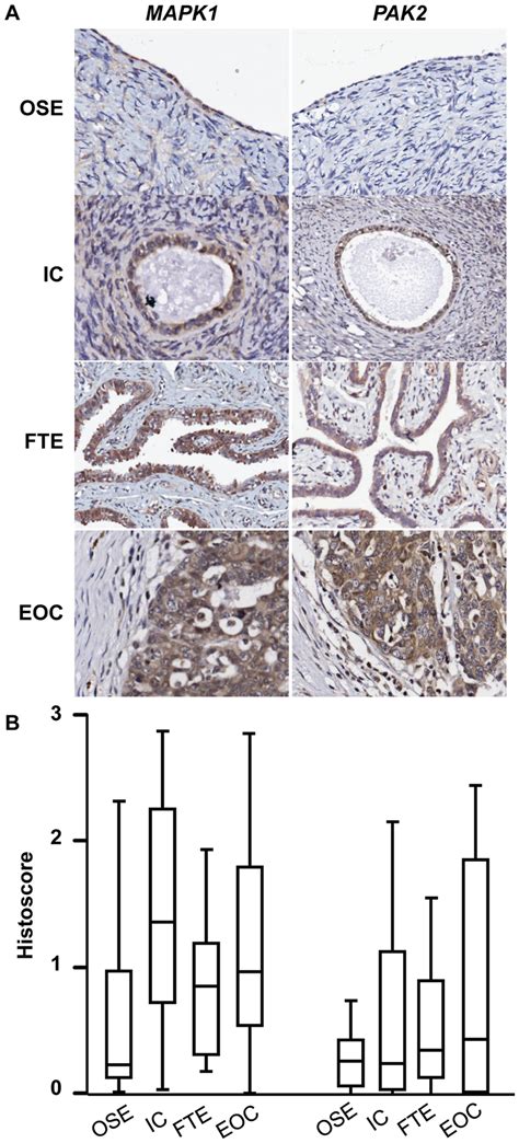 Candidate proteins with low to moderate expression in ovarian ... 