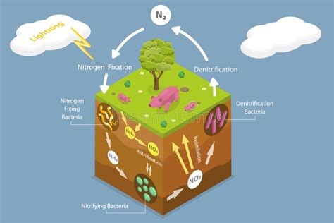 Nitrogen Cycle Stock Vector Illustration Of Education 30735058