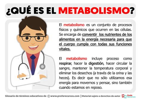 Qu Es El Metabolismo