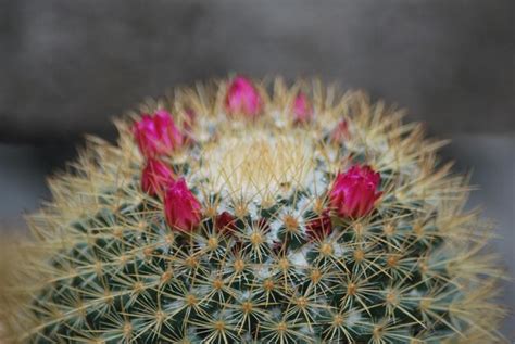 Premium Photo Close Up Of Red Flowers