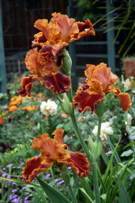 Photo Of The Bloom Of Tall Bearded Iris Iris Rustler Posted By