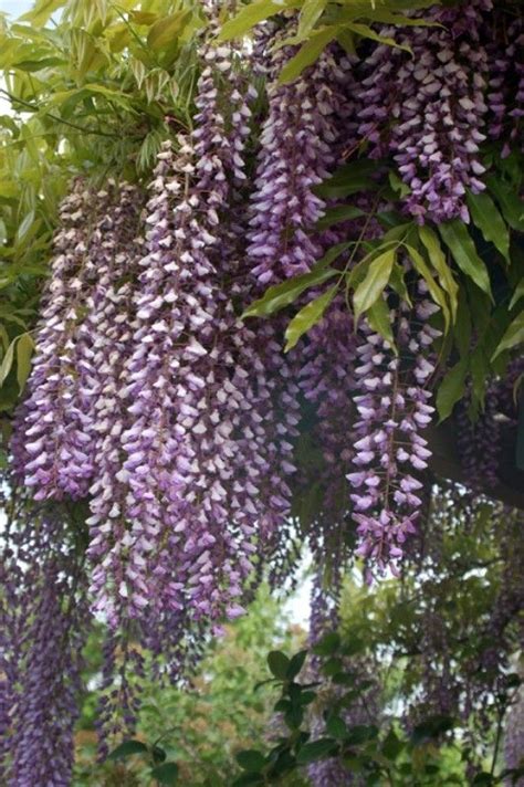 Wisteria Floribunda LUDWIK LAWIN Glicynia Kwiecista C2 40 80cm T51