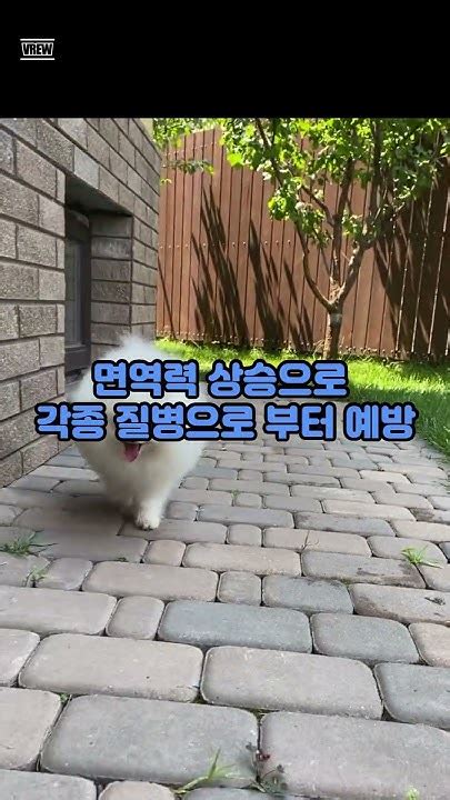 강아지 건강을 위해 꼭 필요한 영양제 강아지 강아지유산균 강아지배변 반려동물 반려견강아지영양제 강아지묽은변 강아지