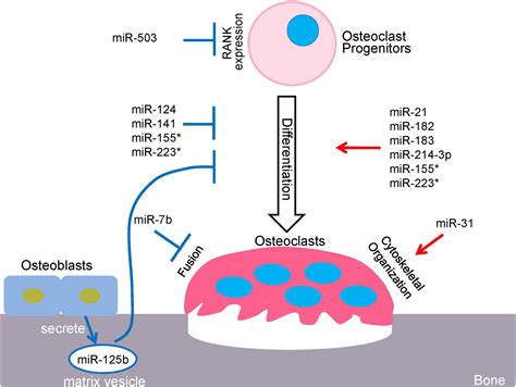 Frontiers Regulation Of Osteoclastogenesis And Bone Resorption By MiRNAs