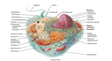 Introduction To The Human Body Chapter 3 Cells Flashcards Quizlet