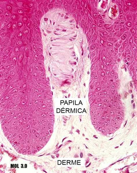 15 15 Pele HISTOLOGIA