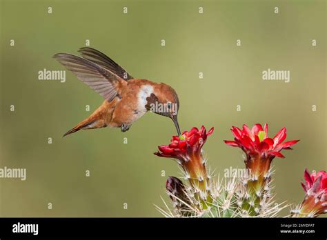 Rufous Hummingbird Male Selasphorus Rufus Feeding At Cactus Flower