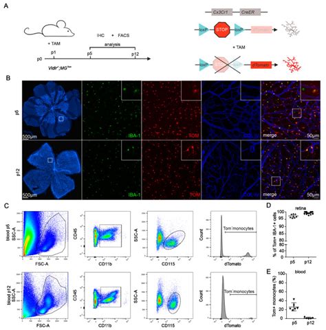 Transcriptional And Distributional Profiling Of Microglia In Retinal