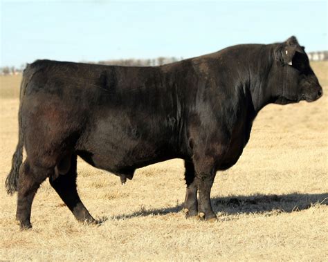 Sires Blubaugh Angus Ranch