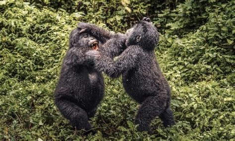 Uganda Gorilla Families In Bwindi And Mgahinga National Parks