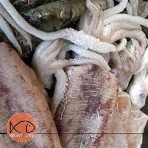 Jual CUMI SOTONG Size Besar Shopee Indonesia