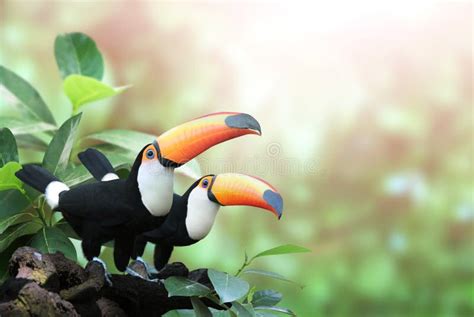 Horizontal Banner With Two Beautiful Colorful Toucan Birds On A Branch