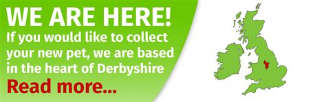 Exotic Pets New Life Exotic Pets 2025 | Thundermountainline.com