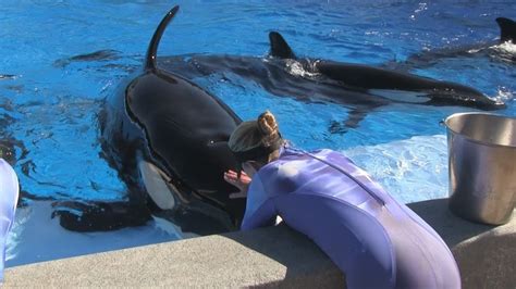 Shamu Up Close Experience At Seaworld Orlando Replacement Show For