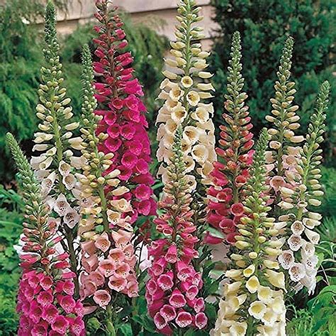 Foxglove Seeds Digitalis Purpurea Foxy Wildflower Seed 10000 Seeds