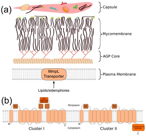 Mycobacterium Tuberculosis Cell Structure