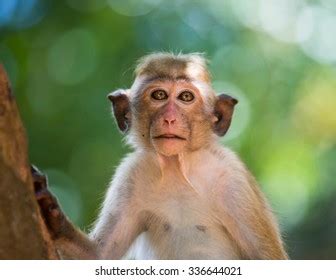 Funny Monkey Facial Expressions When They Stock Photo 2238245089 ...