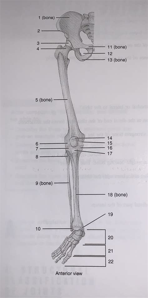 Pelvic Girdle And Lower Limb Quiz