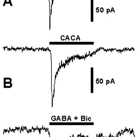 Induction Of GABA C Whole Cell Cl Currents In GH3 Cells As Shown In A