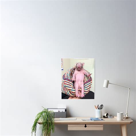 Naked Mole Rat In Chair Poster For Sale By Rookynightwing Redbubble