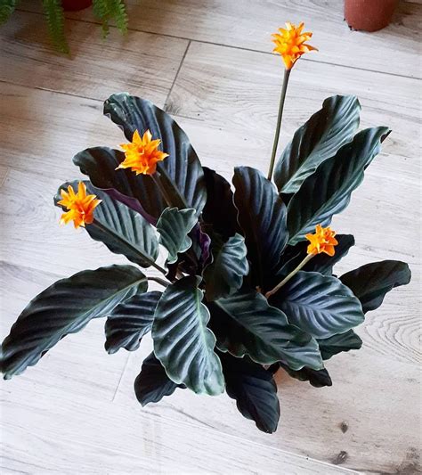 Learn About Calathea Types And Find Out About 20 And More Of Them