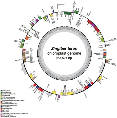 Full Article The Complete Chloroplast Genome Sequence Of Zingiber