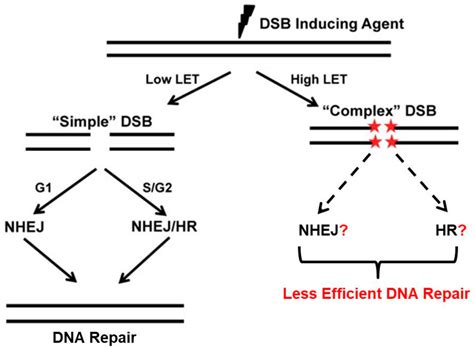 Repair Of High And Low Let Radiation Induced Dna Damage Low Let