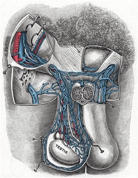 Gonadal Vein Radiology Reference Article Radiopaedia Org Plexus