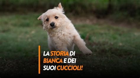 La Storia Di Bianca E Dei Suoi Cuccioli Alla Ricerca Di Un Nuovo Inizio