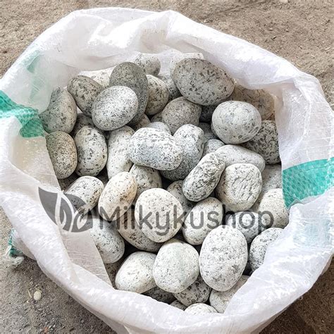 Jual BATU TELUR PUYUH KECIL HIAS TAMAN AQUASCAPE VIA CARGO Shopee