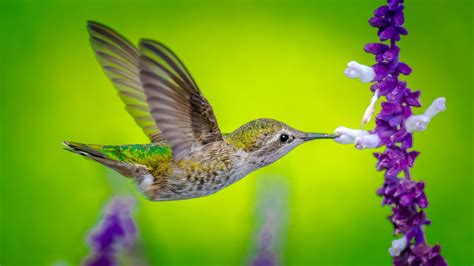 4K Hummingbird Wallpapers - Top Free 4K Hummingbird Backgrounds ...