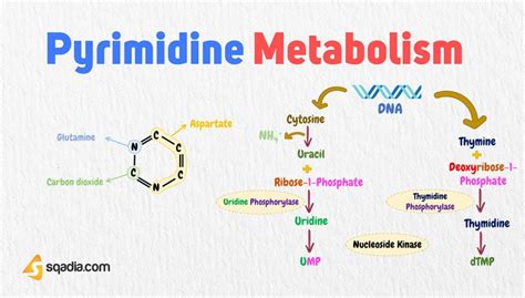 Pyrimidine Metabolism